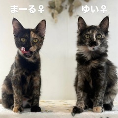 【10/30更新】⭕️沖縄で保護された子猫11匹⭕️初期医療済