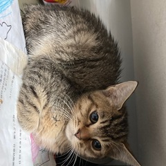 里親募集しています。