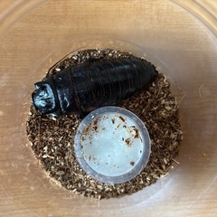 マダガスカルゴキブリ 成虫ペア＋おまけ付きの画像