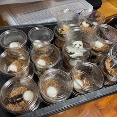 マダガスカルゴキブリ 成虫ペア＋おまけ付きの画像