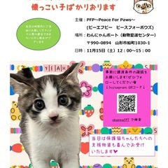 11/15 保護猫譲渡会