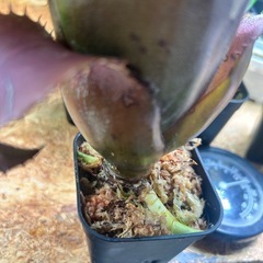 ホヘンレゲリア　アイスティ
の画像