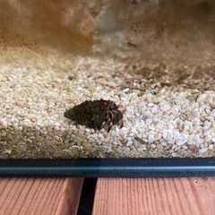 人工海水➕カクレクマノミ➕ヤドカリ
の画像