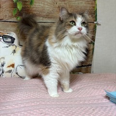 三毛猫長毛☆えるちゃん