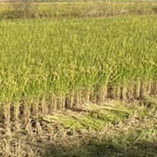 令和6年産古米、にこまる玄米、20kg