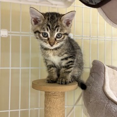 2ヶ月前後のキジトラ兄妹