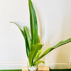 万年青　オモト　斑入り　観葉植物　ハイドロカルチャーの画像