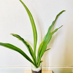 万年青　オモト　斑入り　観葉植物　ハイドロカルチャーの画像