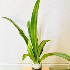 万年青　オモト　斑入り　観葉植物　ハイドロカルチャーの画像