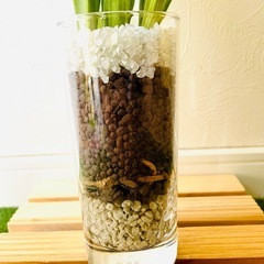 万年青　オモト　斑入り　観葉植物　ハイドロカルチャーの画像