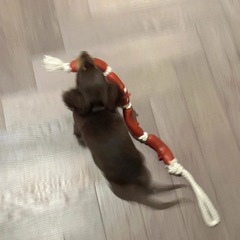 犬用　おもちゃ　ソーセージ　犬用の画像