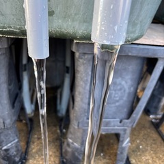 メダカ、排水パイプ、Ｌサイズ‼️の画像