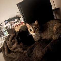 【急募】キジトラ猫の里親になってください。