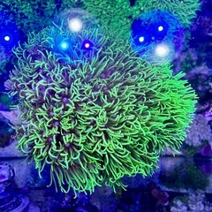 フサフサ　スターポリプ　フラグ品①の画像