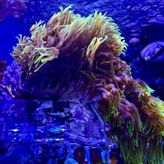 フサフサ　スターポリプ　フラグ品①の画像