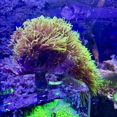 フサフサ　スターポリプ　フラグ品①の画像