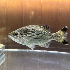 オオクチユゴイ　目測20㎝　淡水魚の画像