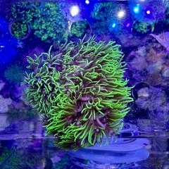 フサフサ　スターポリプ　フラグ品②の画像