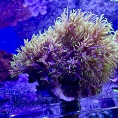 フサフサ　スターポリプ　フラグ品②の画像