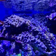 フサフサ　スターポリプ　フラグ品①の画像