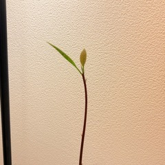 アボカドの木の画像
