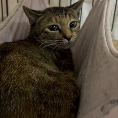 ムギワラ 女の子