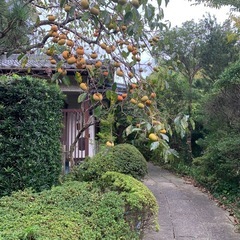 柿の詰め放題の画像