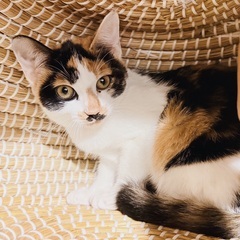 数少ない三毛ちゃん😺健康体で避妊手術済み💕他にもニャンズ紹介