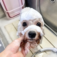 【求人募集】トリマーアシスタント募集！愛媛県松山市にあるトリミングサロンの画像