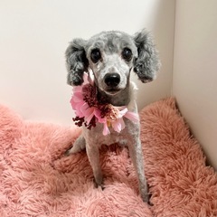 【求人募集】トリマーアシスタント募集！愛媛県松山市にあるトリミングサロンの画像