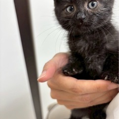 真っ黒女の子🎀