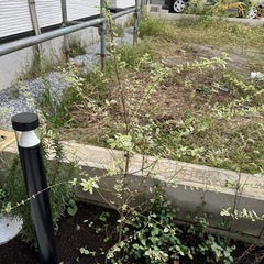 庭木　シルバープリペット 3本の画像