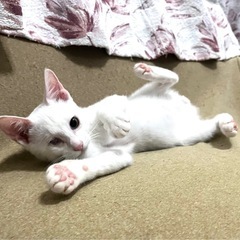 人懐っこい片目の男の子です❤️