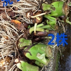 今が旬❣️ 無農薬‼️自家栽培里芋（土付き ）の画像