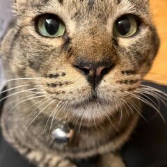 ★【再投稿】元野良、6歳くらいのオス、とても人懐っこい子で…