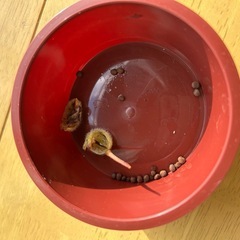 ホウセンカ　種の画像