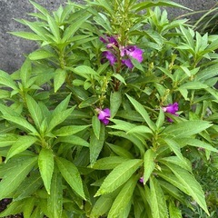 ホウセンカ　種の画像