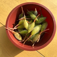 ホウセンカ　種の画像