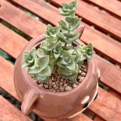 サボテンと星の王子  2鉢の画像