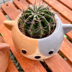 サボテンと星の王子  2鉢の画像