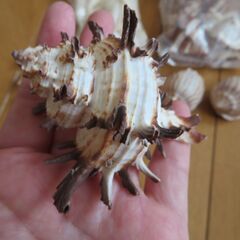 貝がらのセットの画像