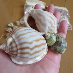 貝がらのセットの画像