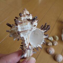 貝がらのセットの画像