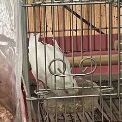 セキセイインコ里親募集