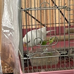 セキセイインコ里親募集 - 足立区