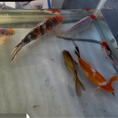 錦鯉・玉鯖・朱文金まとめての画像