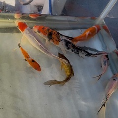 錦鯉・玉鯖・朱文金まとめての画像