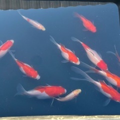 錦鯉・玉鯖・朱文金まとめての画像