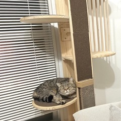 キャットタワー美品☆名東区にて11/2までに引き取り可能な方の画像