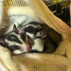 フクロモモンガ♀4ヶ月